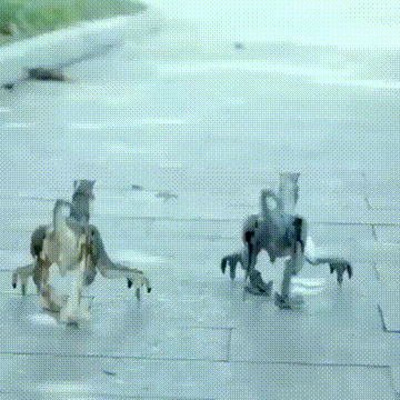 <p>Unleash the Thrill of a Lifelike Velociraptor Companion</p>