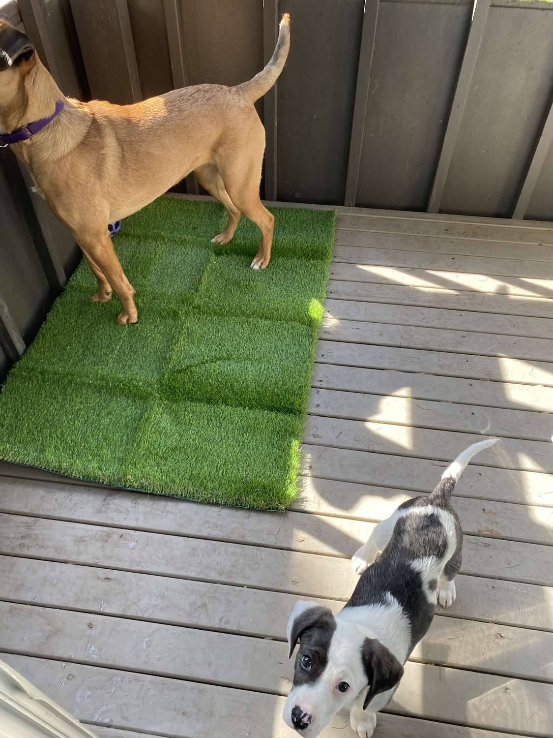 Realistic Artificial Grass, Durable Synthetic Turf for Indoor & Outdoor Landscaping